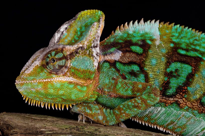 Veiled Chameleon (Chamaeleo calyptratus) by Ronald Pol