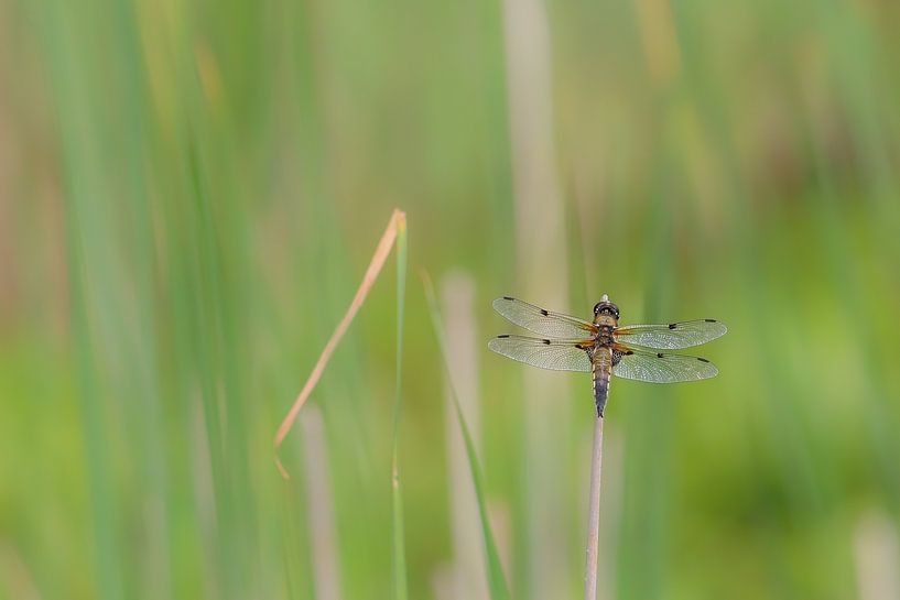 Vier-Punkt von Karin van Rooijen Fotografie