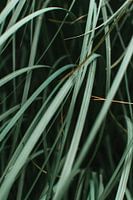 Pflanze mit grünen Blättern