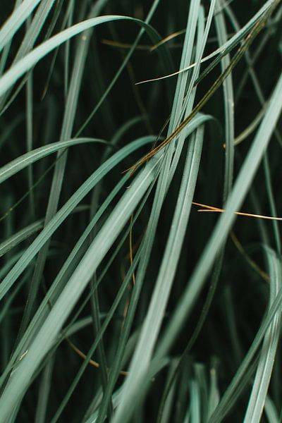 Plante à feuilles vertes par Lisanne Koopmans