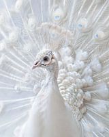 Proudest white peacock with feathers