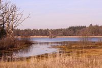 Meer in het Mastbos in Breda