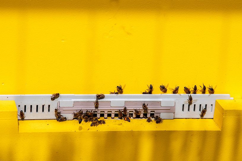 Ein Schwarm arbeitender Honigbienen in einem goldenen Insektenhaus von Jolanda de Jong-Jansen