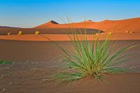 Desert Grass