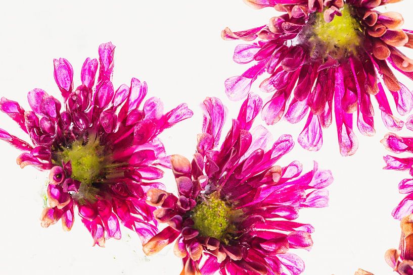 Chrysanthème rose en glace 3 par Marc Heiligenstein