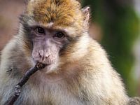 Aap knabbelt op takje (Duitsland)