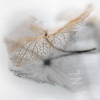 Fragiel blaadje van een hortensiabloem