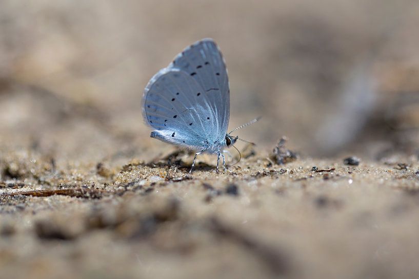 Tree blue quenches its thirst for minerals by Eric Wander