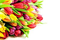 Tulpen Mix Bos Liggend Links