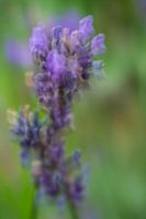 Lila Blume in Bewegung