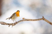 Robin in winter