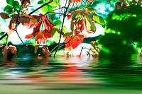 Les feuilles d'automne se reflètent dans le lac