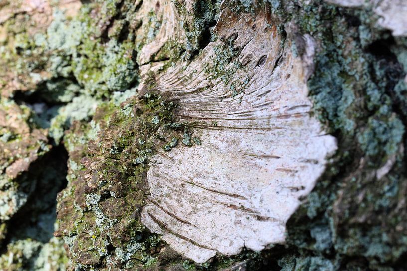 Birkenrinde von Marieke Funke