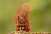 Knabber-Eichhörnchen