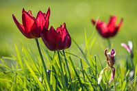 Tulips in the grass 2