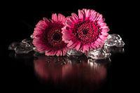 Gerbera