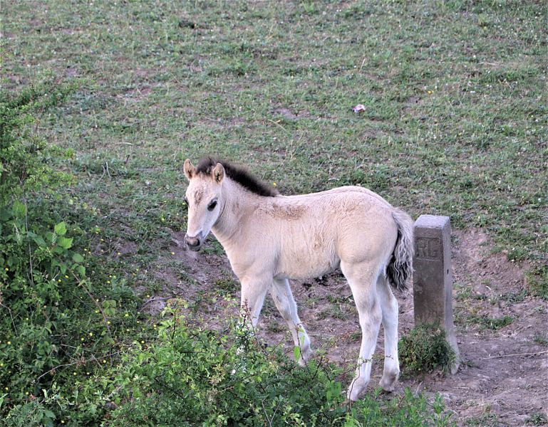 Konik's foal Nature Park Meinerswijk by Henri Bekker