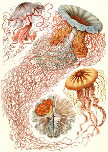Haeckel, kwal, jellyfish. Discomedusae, Schweibenquallen von Liszt Collection