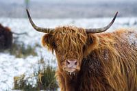 Le Highlander écossais dans la neige.