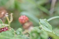 Tree frog (little frog) in natural habitat with blackberry.