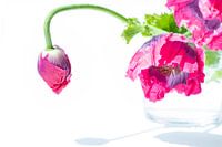 Ich und mein Schatten