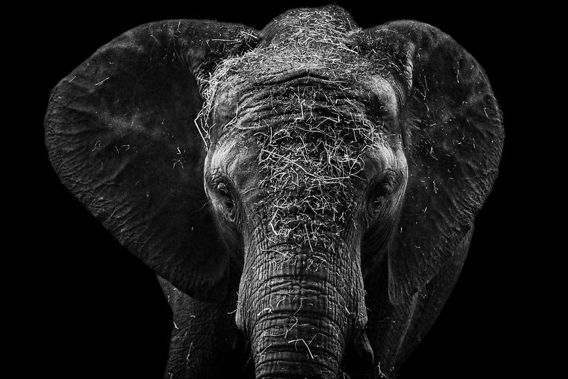 Éléphant noir et blanc par Nicolette Suijkerbuijk