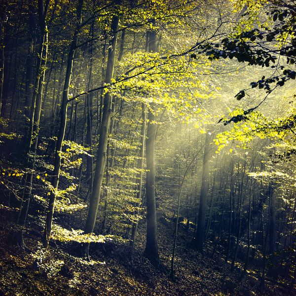 Waldeinsamkeit von Dirk Wüstenhagen