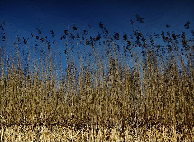Schilfrohr von Annemieke van der Wiel