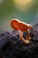 Close up of a mushroom
