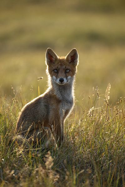 Vossen welp by Menno Schaefer