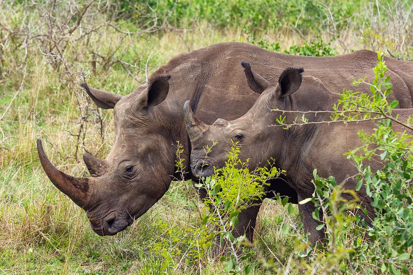 Neushoorn by John van Weenen