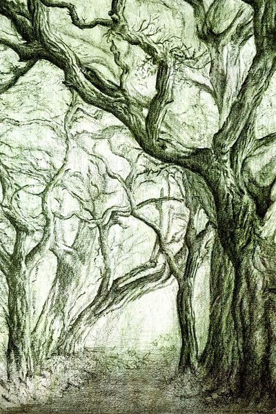 Die alten Weisen des Waldes von Anita Snik-Broeken