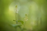 Arnika im Buchenwald