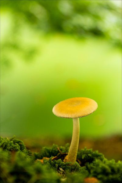 Mushroom by Marga Buitendijk
