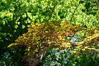 Baumkronen mit grünen und gelben Blättern