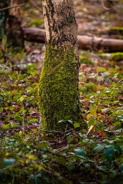 Grüner Sockel von Anna Koek