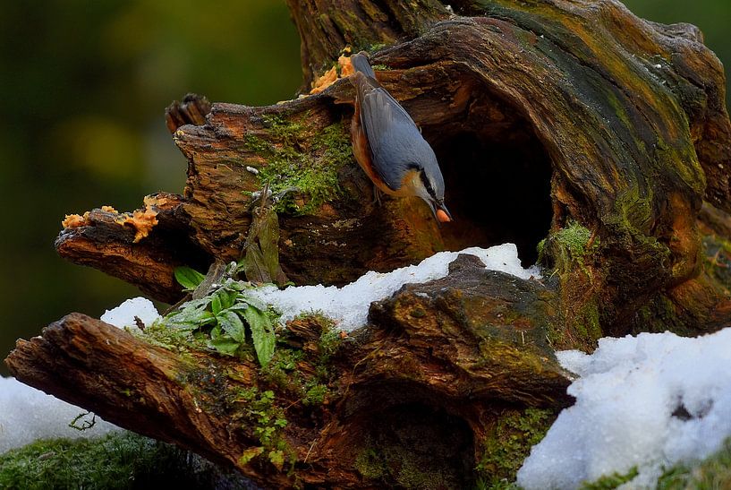 Hebbes! von Patrick Hartog