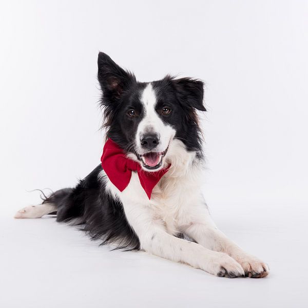 Border collie Mars is ready for Christmas by Wendy de Jong