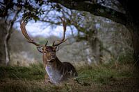 Cerfs dans les dunes