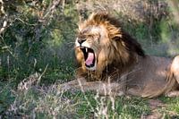 gapende leeuw in prachtige groene omgeving