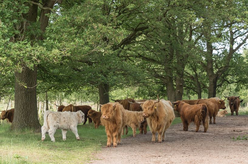Herd of Scottish Highlanders by Ans Bastiaanssen