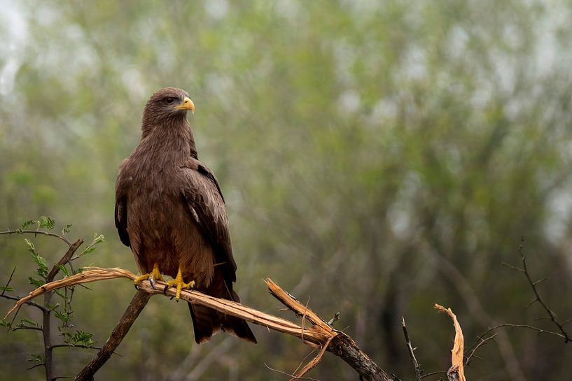 Gelbschnabelmilan von Petra Lakerveld