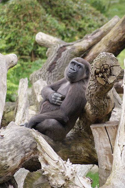Luierende westelijke laagland gorilla by Ronald en Bart van Berkel