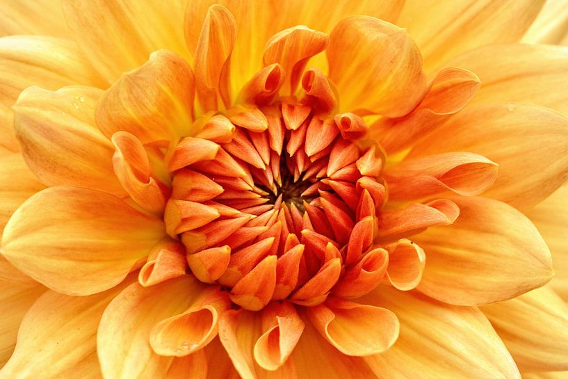 Dahlia par Rob Boon