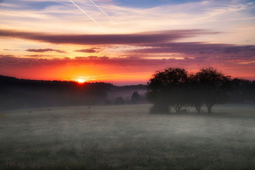 Baum auf einer Wiese bei Nebel zum Sonnenaufgang von Martin Köbsch