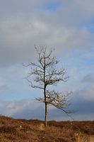 Boom Hatertse und Overasseltse Vennen