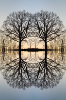 Transformation eines Baumes 3