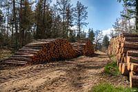 Gestapelte Baumstämme am Waldweg