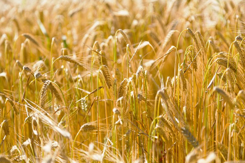 Graanhalmen par Gijs de Kruijf