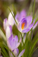 The awakening crocus